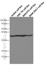  Various lysates were subjected to SDS PAGE followed by western blot with 66656-1-Ig (WNT2 antibody) at dilution of 1:44000 incubated at room temperature for 1.5 hours