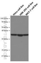  Various lysates were subjected to SDS PAGE followed by western blot with 66656-1-Ig (WNT2 antibody) at dilution of 1:44000 incubated at room temperature for 1.5 hours