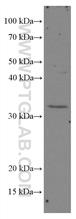  HEK-293 cells were subjected to SDS PAGE followed by western blot with 66652-1-Ig (XRCC2 antibody) at dilution of 1:2000 incubated at room temperature for 1.5 hours