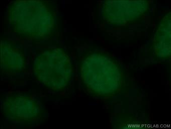  Immunofluorescent analysis of ( 4% PFA) fixed HepG2 cells using YF488-66281 (YY1 antibody) at dilution of 1:50 .