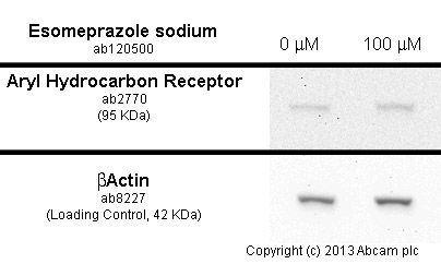  MDA-MB-231 cells were incubated at 37&degC for 6h with vehicle control (0 &microM) and 100 µM of esomeprazole sodium (ab120500). Increased expression of aryl hydrocarbon receptor (ab2770) correlates with an increase in esomeprazole sodium concentration, as described in literature.Whole cell lysates were prepared with RIPA buffer (containing protease inhibitors and sodium orthovanadate), 20&microg of each were loaded on the gel and the WB was run under reducing conditions. After transfer the membrane was blocked for an hour using 3% milk before being incubated with ab2770 at 2 &microg/ml and ab8226 at 1 &microg/ml overnight at 4°C. Antibody binding was detected using an anti-mouse antibody conjugated to HRP (ab97040) at 1/10000 dilution and visualised using ECL development solution.