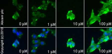  ab7977 staining Bax in SK-N-SH cells treated with isobavachalcone (ab141168), by ICC/IF. Increase of Bax expression correlates with increased concentration of isobavachalcone, as described in literature.The cells were incubated at 37°C for 6h in media containing different concentrations of ab141168 (isobavachalcone) in DMSO, fixed with 4% formaldehyde for 10 minutes at room temperature and blocked with PBS containing 10% goat serum, 0.3 M glycine, 1% BSA and 0.1% tween for 2h at room temperature. Staining of the treated cells with ab7977 (5 µg/ml) was performed overnight at 4°C in PBS containing 1% BSA and 0.1% tween. A DyLight 488 anti-rabbit polyclonal antibody (ab96899) at 1/250 dilution was used as the secondary antibody. Nuclei were counterstained with DAPI and are shown in blue.