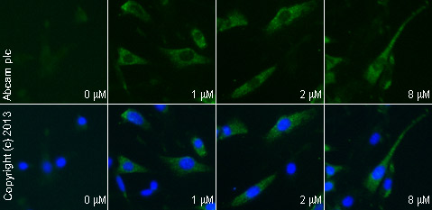  ab62153 staining HSL pSer855 in NIH-3T3 cells treated with isoprenaline hydrochloride (ab120710), by ICC/IF. Increase of HSL pSer855 expression correlates with increased concentration of isoprenaline hydrochloride, as described in literature.The cells were incubated at 37°C for 30 minutes in media containing different concentrations of ab120710 (isoprenaline hydrochloride) in DMSO, fixed with 4% formaldehyde for 10 minutes at room temperature and blocked with PBS containing 10% goat serum, 0.3 M glycine, 1% BSA and 0.1% tween for 2h at room temperature. Staining of the treated cells with ab62153 (5 µg/ml) was performed overnight at 4°C in PBS containing 1% BSA and 0.1% tween. A DyLight 488 anti-rabbit polyclonal antibody (ab96899) at 1/250 dilution was used as the secondary antibody. Nuclei were counterstained with DAPI and are shown in blue.