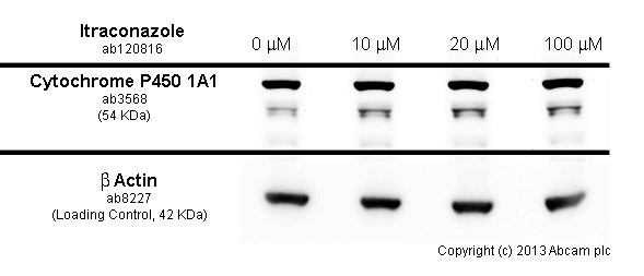  HepG2 cells were incubated at 37&degC for 24h with vehicle control (0 &microM) and different concentrations of itraconazole (ab120816). Increased expression of cytochrome P450 1A1 (ab3568) in HepG2 cells correlates with an increase in nifuroxazide concentration, as described in literature.Whole cell lysates were prepared with RIPA buffer (containing protease inhibitors and sodium orthovanadate), 10&microg of each were loaded on the gel and the WB was run under reducing conditions. After transfer the membrane was blocked for an hour using 3% milk before being incubated with ab3568 at 1/500 dilution and ab8227 at 1 &microg/ml overnight at 4°C. Antibody binding was detected using an anti-rabbit antibody conjugated to HRP (ab97051) at 1/10000 dilution and visualised using ECL development solution.