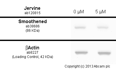  NIH-3T3 cells were incubated at 37&degC for 7h with vehicle control (0 &microM) and 5 µM of jervine (ab120815) in DMSO. Decreased expression of smoothened (ab38686) in NIH-3T3 cells correlates with an increase in jervine concentration, as described in literature.Whole cell lysates were prepared with RIPA buffer (containing protease inhibitors and sodium orthovanadate), 20&microg of each were loaded on the gel and the WB was run under reducing conditions. After transfer the membrane was blocked for an hour using 3% milk before being incubated with ab38686 at 1 &microg /ml and ab8227 at 1 &microg /ml overnight at 4°C. Antibody binding was detected using an anti-rabbit antibody conjugated to HRP (ab97051) at 1/10000 dilution and visualised using ECL development solution.