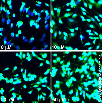  ab18197 staining PCNA in SK-N-SH cells treated with KN-62 (ab120421), by ICC/IF. Increase in PCNA nuclear expression correlates with increased concentration of KN-62, as described in literature.The cells were incubated at 37°C for 24h in media containing different concentrations of ab120421 (KN-62) in DMSO, fixed with 100% methanol for 5 minutes at -20°C and blocked with PBS containing 10% goat serum, 0.3 M glycine, 1% BSA and 0.1% tween for 2h at room temperature. Staining of the treated cells with ab18197 (1 µg/ml) was performed overnight at 4°C in PBS containing 1% BSA and 0.1% tween. A DyLight 488 goat anti-rabbit polyclonal antibody (ab96899) at 1/250 dilution was used as the secondary antibody. Nuclei were counterstained with DAPI and are shown in blue.