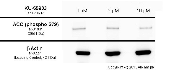  HepG2 cells were incubated at 37&degC for 60 minutes with vehicle control (0 &microM) and different concentrations of KU-55933 (ab120637). Decreased expression of Acetyl Coenzyme A Carboxylase (phospho S79) (ab31931) in HepG2 cells correlates with an increase in KU-55933 concentration, as described in literature.Whole cell lysates were prepared with RIPA buffer (containing protease inhibitors and sodium orthovanadate), 10&microg of each were loaded on the gel and the WB was run under reducing conditions. After transfer the membrane was blocked for an hour using 5% BSA before being incubated with  ab31931 at 1 &microg /ml and ab8227 at 1 &microg /ml overnight at 4°C. Antibody binding was detected using an anti-rabbit antibody conjugated to HRP (ab97051) at 1/10000 dilution and visualised using ECL development solution.