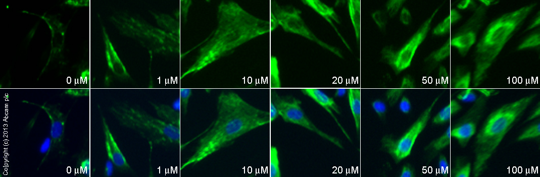  ab55051 staining GABA B receptor 1 in SK-N-SH cells treated with L-Glutamate (ab120049), by ICC/IF. Internalization of GABA B receptor 1 correlates with increased concentration of L-Glutamate, as described in literature.The cells were incubated at 37°C for 30 minutes in media containing different concentrations of ab120049 (L-Glutamate) in DMSO, fixed with 4% formaldehyde for 10 minutes at room temperature and blocked with PBS containing 10% goat serum, 0.3 M glycine, 1% BSA and 0.1% tween for 2h at room temperature. Staining of the treated cells with ab55051 (1 µg/ml) was performed overnight at 4°C in PBS containing 1% BSA and 0.1% tween. A DyLight 488 goat anti-mouse polyclonal antibody (ab96879) at 1/250 dilution was used as the secondary antibody. Nuclei were counterstained with DAPI and are shown in blue.