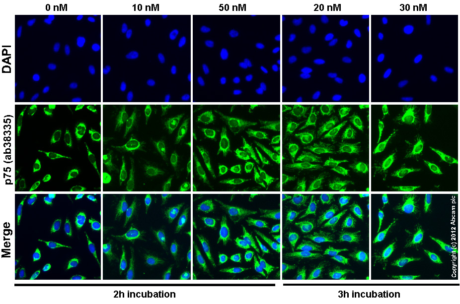  ab38335 staining p75 in HeLa cells treated with Leptomycin B (ethanol solution) (ab120501), by ICC/IF. Increase in p75 expression in the nucleous and cytoplasm correlates with increased concentration of Leptomycin B (ethanol solution), as described in literature.The cells were incubated at 37°C for 2h in media containing different concentrations of ab120501 (Leptomycin B (ethanol solution)) in DMSO, fixed with 100% methanol for 5 minutes at -20°C and blocked with PBS containing 10% goat serum, 0.3 M glycine, 1% BSA and 0.1% tween for 2h at room temperature. Staining of the treated cells with ab38335 (1 µg/ml) was performed overnight at 4°C in PBS containing 1% BSA and 0.1% tween. A DyLight 488 goat anti-rabbit polyclonal antibody (ab96899) at 1/250 dilution was used as the secondary antibody. Nuclei were counterstained with DAPI and are shown in blue.