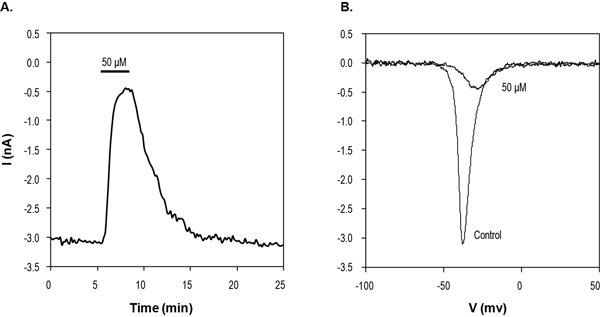  Lorcainide HCl inhibits NaV1.7 channels expressed in HEK293 cells. A: Time course of current reversible inhibition by 50 µM Lorcainide HCl (ab141821). Currents were elicited by a voltage ramp from a holding potential of -100 mV to 60 mV (30 ms) delivered every 10 seconds. B: Example traces of current response to voltage ramp stimulation before and during 50 µM Lorcainide HCl application.