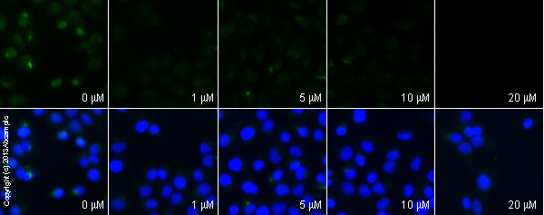  ab87359 staining cyclin A in DU145 cells treated with lovastatin (ab120614), by ICC/IF. Decrease in cyclin A expression correlates with increased concentration of lovastatin, as described in literature.The cells were incubated at 37°C for 24h in media containing different concentrations of ab120614 (lovastatin) in DMSO, fixed with 4% formaldehyde for 10 minutes at room temperature and blocked with PBS containing 10% goat serum, 0.3 M glycine, 1% BSA and 0.1% tween for 2h at room temperature. Staining of the treated cells with ab87359 (5 µg/ml) was performed overnight at 4°C in PBS containing 1% BSA and 0.1% tween. A DyLight 488 goat anti-rabbit polyclonal antibody (ab96899) at 1/250 dilution was used as the secondary antibody. Nuclei were counterstained with DAPI and are shown in blue.