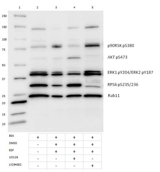  Performed under reducing conditions; Samples loaded at 30 µg/lane. Membrane blocking and secondary antibody incubation performed in 5% milk/PBST. Primary antibody incubation performed in 5% BSA/PBST.  Lane 1: Marker Lane 2: A431 lysate starved  Lane 3: A431 lysate starved treated with 100 ng/mL of EGF for 30 min Lane 4: A431 lysate starved and pretreated for 2 hours with 10µM U0126 (ab120241) Lane 5: A431 lysate starved and pretreated for 2 hours with 30µM Ly294002 (ab120243) Primary: AKT/MAPK signaling pathway antibody cocktail at 1/250 dilution Secondary: HRP conjugated Goat anti-Rabbit secondary antibody at 1:10,000 dilution.  Observed bands:  RSK1p90 (pS380) band size: 83 kDa AKT1 (pS473) band size: 56 kDa ERK1 (pY204) and ERK2 (pY187) band size: 43 kDa RPS6 (pS235/236) band size: 31 kDa Rab11a band size: 24 kDa Unknown band: 130kDa