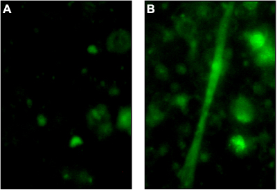  Maurocalcine evokes long lasting Ca2+ release events in skeletal myotubes. Myotube cell cultures were prepared from limbs of 2 days old rat pups were loaded with 4 mM fluo-3 AM (ab145254) and then stimulated with Maurocalcine (ab141860). Ca2+ spreads in the same myotube before (A) and after (B) stimulation with 200 nM Maurocalcine.