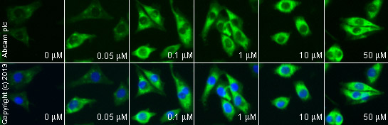  ab24851 staining cAMP in MALME-3M cells treated with melanotan II (ab141161), by ICC/IF. Increase of cAMP expression correlates with increased concentration of melanotan II, as described in literature.The cells were incubated at 37°C for 4h in media containing different concentrations of ab141161 (melanotan II) in DMSO, fixed with 4% formaldehyde for 10 minutes at room temperature and blocked with PBS containing 10% goat serum, 0.3 M glycine, 1% BSA and 0.1% tween for 2h at room temperature. Staining of the treated cells with ab24851 (5 µg/ml) was performed overnight at 4°C in PBS containing 1% BSA and 0.1% tween. A DyLight 488 anti-mouse polyclonal antibody (ab96879) at 1/250 dilution was used as the secondary antibody. Nuclei were counterstained with DAPI and are shown in blue.