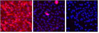  Left: ab118174 ligand (100 nM) binding to CHO cells expressing histamine H1 receptors. Center: Binding to CHO-H1 cells blocked by the unlabelled competitor triprolidine (1 µM). Right: No binding of ab118174 to host CHO cells (not expressing H1 receptors). Nuclei have been counter-stained with Hoechst.