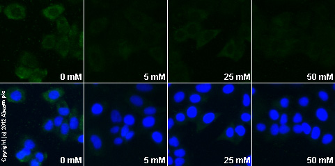  ab1 staining HIF1α in MCF7 cells treated with metformin hydrochloride (ab120847), by ICC/IF. Decrease in HIF1α expression correlates with increased concentration of metformin hydrochloride, as described in literature.The cells were incubated at 37°C for 24h in media containing different concentrations of ab120847 (metformin hydrochloride) in water, fixed with 4% formaldehyde for 10 minutes at room temperature and blocked with PBS containing 10% goat serum, 0.3 M glycine, 1% BSA and 0.1% tween for 2h at room temperature. Staining of the treated cells with ab1 (10 µg/ml) was performed overnight at 4°C in PBS containing 1% BSA and 0.1% tween. A DyLight 488 goat anti-mouse polyclonal antibody (ab96879) at 1/250 dilution was used as the secondary antibody. Nuclei were counterstained with DAPI and are shown in blue.