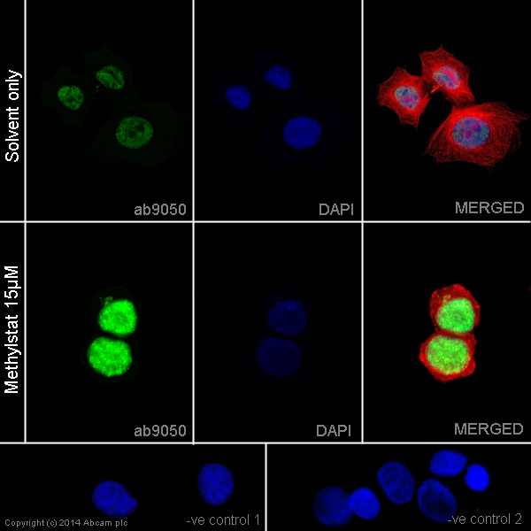  ab9050 staining Histone H3 (tri methyl K36) in MCF-7 cells. The cells were incubated with 15µM Methylstat (ab144566) for 24 hours (Treated) or solvent-only for control purposes (Non-treated). Cells were fixed with 100% methanol (5min) and then blocked in 1% BSA/10% normal goat serum/0.3M glycine in 0.1%PBS-Tween for 1h. The cells were then incubated with ab9050 at 0.1µg/ml and ab195889 Mouse monoclonal [DM1A] to alpha Tubulin - Alexa Fluor® 594 at 2µg/ml (shown in pseudo colour red) overnight at +4°C, followed by a further incubation at room temperature for 1h with an AlexaFluor®488 Goat anti-Rabbit secondary (ab150081) at 1/1000 dilution (shown in green). Nuclear DNA was labelled in blue with DAPI. Negative controls: 1– anti-rabbit secondary only (solvent only); 2 – anti-rabbit secondary only (Treated). The secondary antibody control demonstrates that the labelling observed is due only to the binding of the secondary antibody to the primary antibody