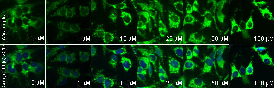  ab90529 staining cytochrome C in HepG2 cells treated with mevastatin (ab120652), by ICC/IF. Increase of cytochrome C expression correlates with increased concentration of mevastatin, as described in literature.The cells were incubated at 37°C for 4 hours in media containing different concentrations of ab120652 (mevastatin) in DMSO, fixed with 4% formaldehyde for 10 minutes at room temperature and blocked with PBS containing 10% goat serum, 0.3 M glycine, 1% BSA and 0.1% tween for 2h at room temperature. Staining of the treated cells with ab90529 (1 µg/ml) was performed overnight at 4°C in PBS containing 1% BSA and 0.1% tween. A DyLight 488 anti-rabbit polyclonal antibody (ab96899) at 1/250 dilution was used as the secondary antibody. Nuclei were counterstained with DAPI and are shown in blue.