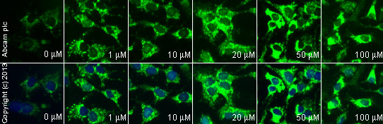  ab90529 staining cytochrome C in HepG2 cells treated with mevastatin sodium salt (ab120854), by ICC/IF. Increase of cytochrome C expression correlates with increased concentration of mevastatin sodium salt, as described in literature.The cells were incubated at 37°C for 4 hours in media containing different concentrations of ab120854 (mevastatin sodium salt) in DMSO, fixed with 4% formaldehyde for 10 minutes at room temperature and blocked with PBS containing 10% goat serum, 0.3 M glycine, 1% BSA and 0.1% tween for 2h at room temperature. Staining of the treated cells with ab90529 (1 µg/ml) was performed overnight at 4°C in PBS containing 1% BSA and 0.1% tween. A DyLight 488 anti-rabbit polyclonal antibody (ab96899) at 1/250 dilution was used as the secondary antibody. Nuclei were counterstained with DAPI and are shown in blue.