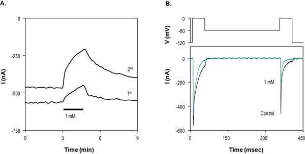  Mexiletine hydrochloride inhibits NaV1.4 channels heterologously expressed in Xenopus oocytes. A. Time course of Nav1.4 current amplitude changes as a result of 1 mM Mexiletine hydrochloride (ab141823) application (marked by the horizontal bar), for each of the two test pulses. B. Currents were elicited by a double test pulse protocol applied every 10 sec, which is schematically described on the top panel. For the first pulse the holding potential is -120 mV while the second pulse is preceded by 300 ms at 60 mV. On the bottom; superimposed example current responses to the voltage stimulation, before (black) and during application of 1 mM Mexiletine hydrochloride (green).