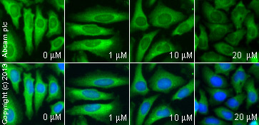  ab1223 staining transferrin in HeLa cells treated with sertraline hydrochloride (ab141068), by ICC/IF. Decrease in transferrin expression correlates with increased concentration of sertraline hydrochloride, as described in literature.The cells were incubated at 37°C for 30 minutes in media containing different concentrations of ab141068 (sertraline hydrochloride) in DMSO, fixed with 100% methanol for 5 minutes at -20°C and blocked with PBS containing 10% goat serum, 0.3 M glycine, 1% BSA and 0.1% tween for 2h at room temperature. Staining of the treated cells with ab1223 (1/500 dilution) was performed overnight at 4°C in PBS containing 1% BSA and 0.1% tween. A DyLight 488 goat anti-rabbit polyclonal antibody (ab96899) at 1/250 dilution was used as the secondary antibody. Nuclei were counterstained with DAPI and are shown in blue.