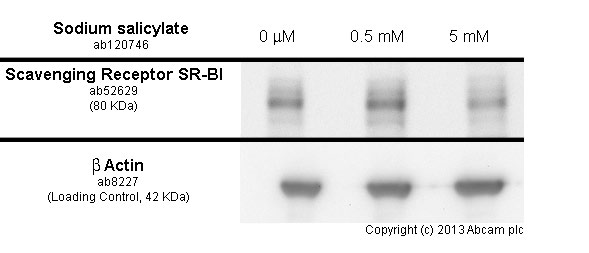  THP1 cells were incubated at 37&degC for 40h with vehicle control (0 &microM) and different concentrations of sodium salicylate (ab120746). Decreased expression of scavenging receptor SR-BI (ab52629) in THP1 cells correlates with an increase in sodium salicylate concentration, as described in literature.Whole cell lysates were prepared with RIPA buffer (containing protease inhibitors and sodium orthovanadate), 10&microg of each were loaded on the gel and the WB was run under reducing conditions. After transfer the membrane was blocked for an hour using 5% BSA before being incubated with ab52629 at 1/2000 dilution and ab8227 at 1 &microg/ml overnight at 4°C. Antibody binding was detected using an anti-rabbit antibody conjugated to HRP (ab97051) at 1/10000 dilution and visualised using ECL development solution.