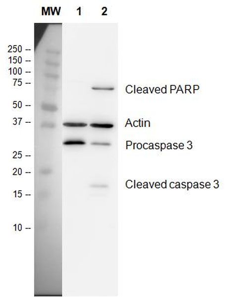  Lane 1: HeLa, vehicle (DMSO) treated for 4 hours Lane 2: HeLa 1 µM staurpsorine (ab120056), 4 hours Load 20 µg/lane 5% milk/PBST for block and antibody diluent Primary antibodies (2 hours, room temp) All lanes: ab136812 250X Primary Antibodies Cocktail, 1/250 dilution Secondary antibodies (1 hour, room temp) All lanes: ab136812 100X HRP-Conjugated Secondary Antibodies Cocktail, 1/100 dilution