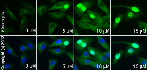  ab2893 staining γH2A.X in MALME-3M cells treated with terfenadine (ab120270), by ICC/IF. Increase of γH2A.X nuclear expression correlates with increased concentration of terfenadine, as described in literature.The cells were incubated at 37°C for 6 hours in media containing different concentrations of ab120270 (terfenadine) in DMSO, fixed with 4% formaldehyde for 10 minutes at room temperature and blocked with PBS containing 10% goat serum, 0.3 M glycine, 1% BSA and 0.1% tween for 2h at room temperature. Staining of the treated cells with ab2893 (10 µg/ml) was performed overnight at 4°C in PBS containing 1% BSA and 0.1% tween. A DyLight 488 anti-rabbit polyclonal antibody (ab96899) at 1/250 dilution was used as the secondary antibody. Nuclei were counterstained with DAPI and are shown in blue.