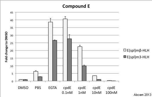  Kc167 cells were treated with varying concentrations of compound E (ab142164) in DMSO for 16hr at 25°C; DMSO only was used as the negative control. The cells were further incubated for 30 minutes with 4mM EGTA in PBS (in the presence of compound E), and were then lysed for analysis. To measure Notch activity, Notch targets E(spl)mß-HLH and E(spl)m3-HLH mRNA levels were assayed. Data shows the fold change of mRNA levels of E(spl)mß-HLH and E(spl)m3-HLH under different conditions, normalised to DMSO treatment (negative control). Notch activation by EGTA is abrogated by treatment with compound E.