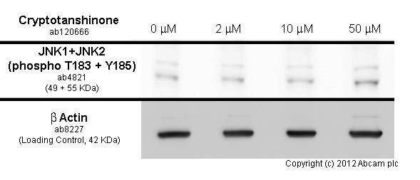  MCF7 cells were incubated at 37&degC for 4h with vehicle control (0 &microM) and different concentrations of cryptotanshinone (ab120666). Increased expression of JNK1+JNK2 (phospho T183 + Y185) in MCF7cells correlates with an increase in cryptotanshinone concentration, as described in literature.Whole cell lysates were prepared with RIPA buffer (containing protease inhibitors and sodium orthovanadate), 10&microg of each were loaded on the gel and the WB was run under reducing conditions. After transfer the membrane was blocked for an hour using 5% BSA before being incubated with ab4821 at at 1/1000 dilution and ab8227 at 1 &microg/ml overnight at 4°C. Antibody binding was detected using an anti-rabbit antibody conjugated to HRP (ab97051) at 1/10000 dilution and visualised using ECL development solution.