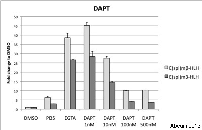  Kc167 cells were treated with varying concentrations of DAPT (ab120633) in DMSO for 16hr at 25°C; DMSO only was used as the negative control. The cells were further incubated for 30 minutes with 4mM EGTA in PBS (in the presence of DAPT), and were then lysed for analysis. To measure Notch activity, Notch targets E(spl)mß-HLH and E(spl)m3-HLH mRNA levels were assayed. Data shows the fold change of mRNA levels of E(spl)mß-HLH and E(spl)m3-HLH under different conditions, normalised to DMSO treatment (negative control). Notch activation by EGTA is abrogated by treatment with DAPT.