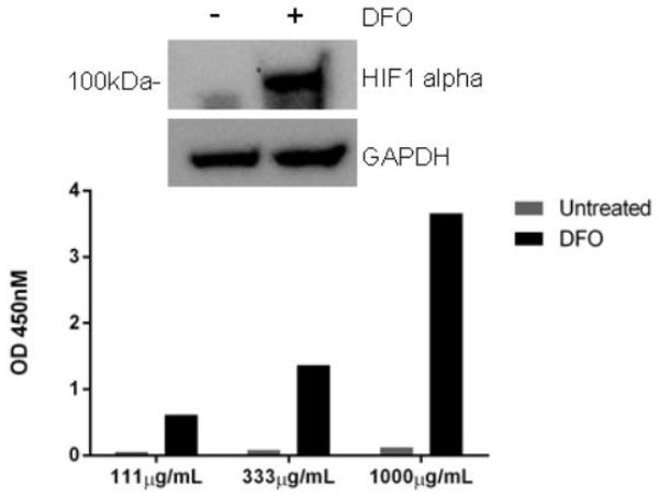  Comparison of HIF1 alpha expression in HeLa cell extracts (with and without DFO treatment) by SimpleStep ELISA (barchart) and western blot (top). Background subtracted OD450 nm data from three loading concentrations are shown. The HIF1 alpha detector antibody was used to blot the same lysates as analyzed by SimpleStep ELISA (40 µg loaded/lane). The GAPDH blot is included to show the relative loads of each lysate. In the HeLa cell line, DFO treatment is required to detect HIF1 alpha protein by both SimpleStep ELISA and western blot.