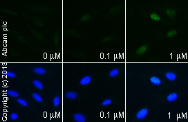  ab11419 staining DDIT3 in SKNSH cells treated with deltamethrin (ab141019), by ICC/IF. Increase of DDIT3 expression correlates with increased concentration of deltamethrin, as described in literature.The cells were incubated at 37°C for 48 hours in media containing different concentrations of ab141019 (deltamethrin) in DMSO, fixed with 100% methanol for 5 minutes at -20°C and blocked with PBS containing 10% goat serum, 0.3 M glycine, 1% BSA and 0.1% tween for 2h at room temperature. Staining of the treated cells with ab11419 (10 µg/ml) was performed overnight at 4°C in PBS containing 1% BSA and 0.1% tween. A DyLight 488 anti-mouse polyclonal antibody (ab96879) at 1/250 dilution was used as the secondary antibody. Nuclei were counterstained with DAPI and are shown in blue.