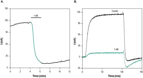  Dendrotoxin-K inhibits KV1.1 channel currents heterologously expressed in Xenopus oocytes. A.Time course at plateau of Dendrotoxin-K (ab141795) action on KV1.1 currents. Current amplitude at plateau was plotted as a function of time. Membrane potential was held at -80 mV and oocytes were stimulated by a 100 ms voltage ramp to -10 mV. 1 nM Dendrotoxin-K (applied for 2 min, green) were perfused during the period marked by the bar, (as indicated) and showed 70-80% inhibition of control current. B. Superimposed traces of channel current in the absence (black) and presence (green) of 1 nM Dendrotoxin-K (taken from experiment in A).