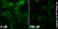  ab96379  staining MEK1 (phospho S298) in SK-N-SH cells treated with DNQX (ab120018), by ICC/IF. Decrease in MEK1 (phospho S298) expression correlates with increased concentration of DNQX, as described in literature.The cells were incubated at 37°C for 1h in media containing different concentrations of ab120018 (DNQX) in DMSO, fixed with 4% formaldehyde for 10 minutes at room temperature and blocked with PBS containing 10% goat serum, 0.3 M glycine, 1% BSA and 0.1% tween for 2h at room temperature. Staining of the treated cells with ab96379 (1/100 dilution) was performed overnight at 4°C in PBS containing 1% BSA and 0.1% tween. A DyLight 488 goat anti-rabbit polyclonal antibody (ab96899) at 1/250 dilution was used as the secondary antibody.