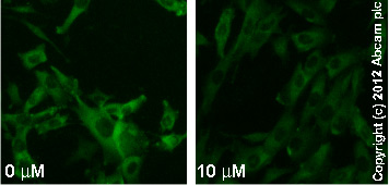  ab96379  staining MEK1 (phospho S298) in SK-N-SH cells treated with DNQX disodium salt (ab120169), by ICC/IF. Decrease in MEK1 (phospho S298) expression correlates with increased concentration of DNQX disodium salt, as described in literature.The cells were incubated at 37°C for 3h in media containing different concentrations of ab120169 (DNQX disodium salt) in DMSO, fixed with 4% formaldehyde for 10 minutes at room temperature and blocked with PBS containing 10% goat serum, 0.3 M glycine, 1% BSA and 0.1% tween for 2h at room temperature. Staining of the treated cells with ab96379 (1/100 dilution) was performed overnight at 4°C in PBS containing 1% BSA and 0.1% tween. A DyLight 488 goat anti-rabbit polyclonal antibody (ab96899) at 1/250 dilution was used as the secondary antibody.